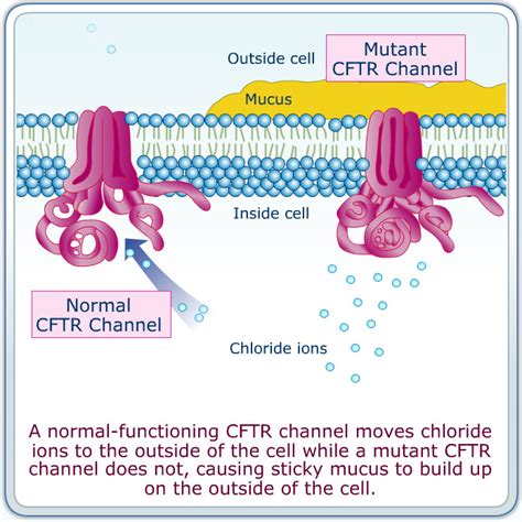 cftr protein in cystic fibrosis.